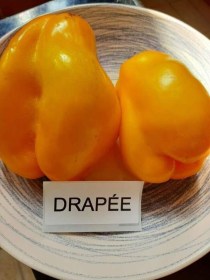 Drapée paradicsom - Paradicsom különlegességek az Egzotikus Növények Stúdiója kínálatából